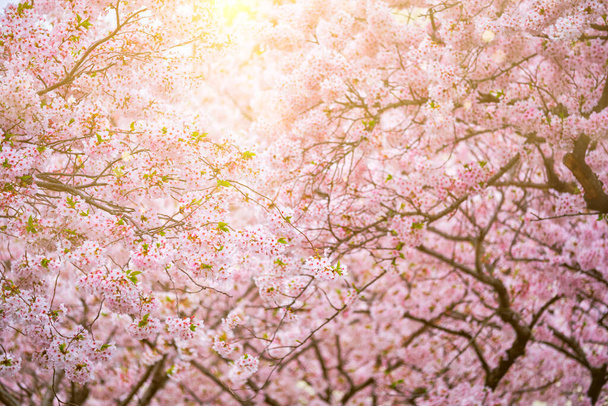 Fleur de cerisier Sakura
 - Photo, image