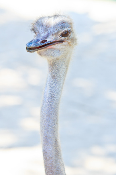 Ostrich head - Foto, afbeelding