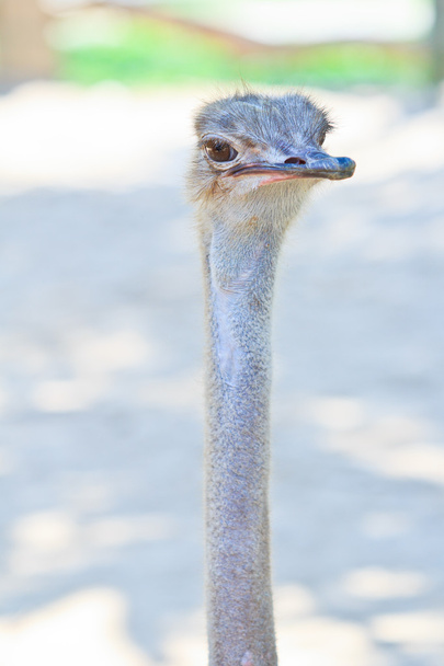 Ostrich head - Foto, Bild