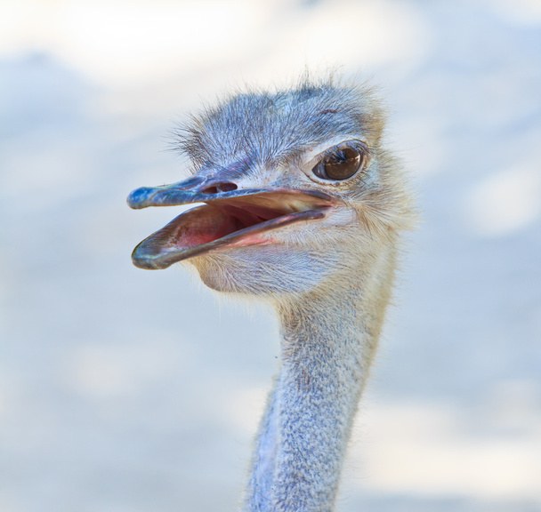 Ostrich head - Fotoğraf, Görsel