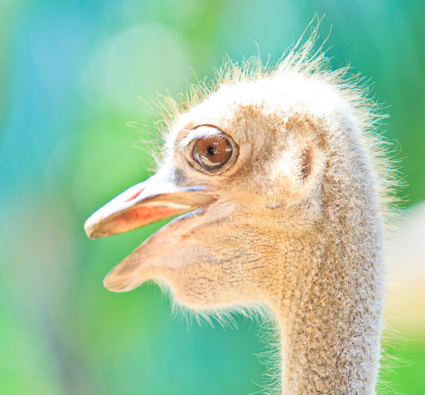 Ostrich head - Fotografie, Obrázek