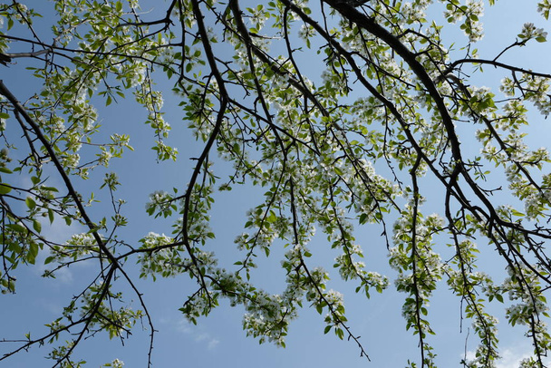 Pêra de primavera floração contra o céu azul
 - Foto, Imagem