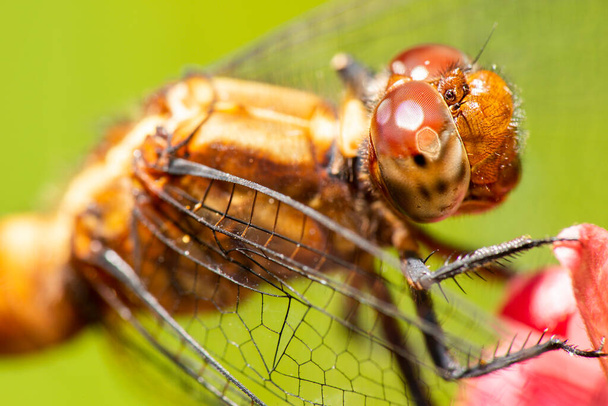 Closeup de uma libélula, nome científico é Anisoptera - Foto, Imagem