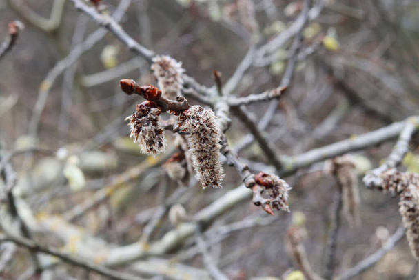 spring willow branches cllose up - Photo, Image