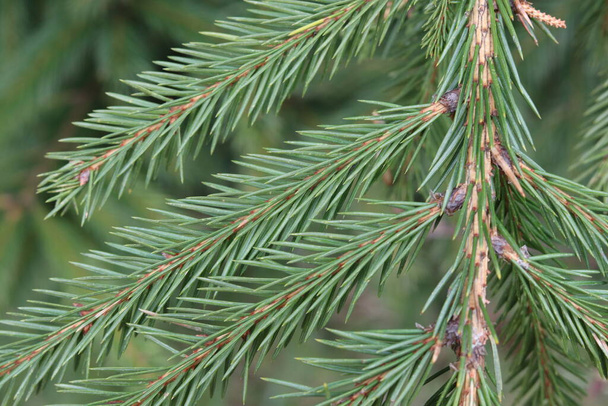 fir branches in the forest - Photo, Image