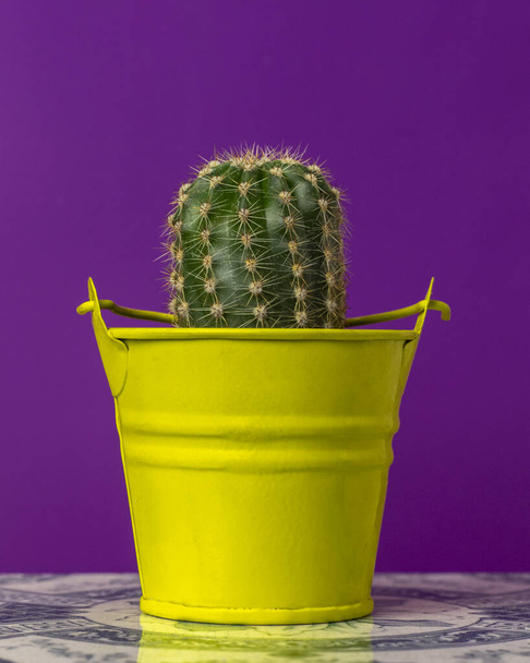 Small cactus in a yellow bucket on a purple background. - Photo, Image
