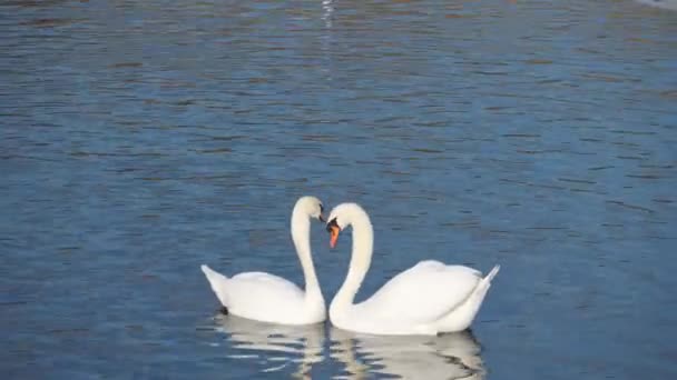 Swans winter on the lake - Footage, Video