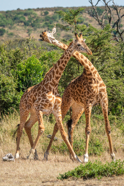 Dwie żyrafy masajskie w karku polnym - Zdjęcie, obraz