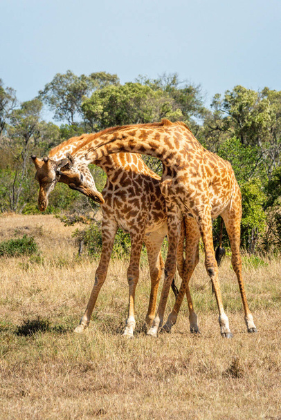 Two Masai giraffe stand necking on grass - Photo, Image