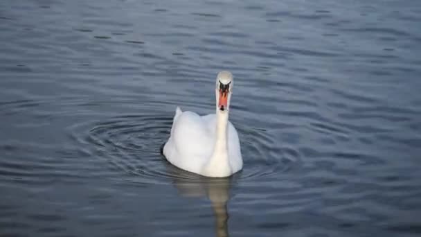 Cisnes invierno en el lago
 - Metraje, vídeo