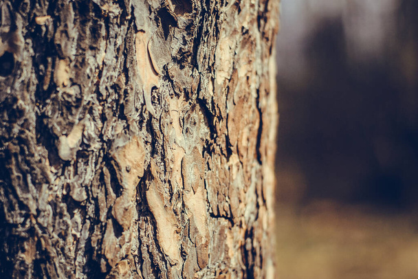 Tree bark texture. Pine trunk in the sun. Brown background. Coniferous forest. Wood texture. In the forest. - Fotó, kép