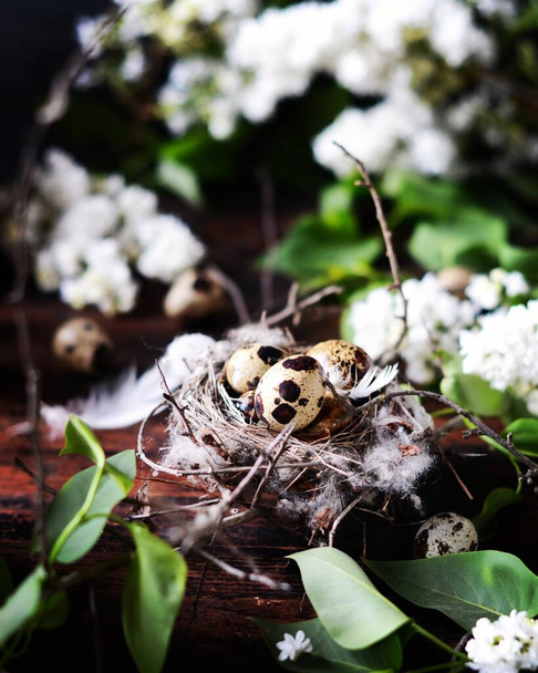 Quail eggs with  feathers in a nest    on a black wooden table with copy space.  Easter, Spring or healthy organic food concept. - Photo, Image