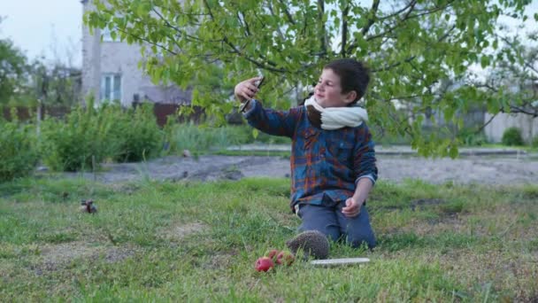 boy plays on the lawn and video shoots a beautiful hedgehog drinking a milk from a saucer during a country holiday - Video, Çekim