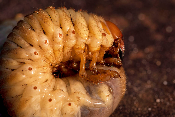 Μπορεί να σκαθάρι larvae.Larvae κοπριάς σκαθάρι close-up. - Φωτογραφία, εικόνα