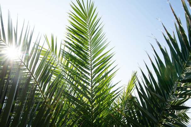 Bulanık rüya arka planına sahip yeşil palmiye yaprakları üzerinde güneş, barışçıl doğa ortamı, orman ve tropikal titreşimler - Fotoğraf, Görsel