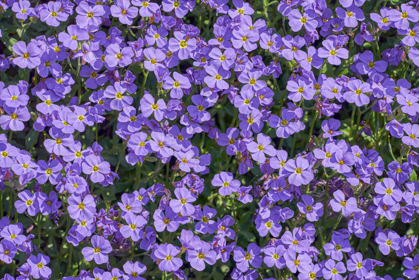 Aubrieta deltoidea flowering plant in the mustard family commonly known as lilacbush, purple rock cress or rainbow rock cress - Photo, Image