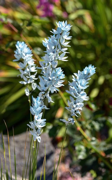 Perfect cut flower, great for pots, adds a dainty splash of blue to your garden. - Photo, Image