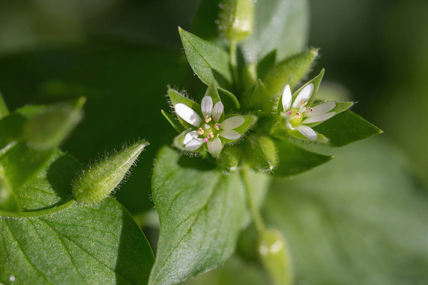 Chickweed , Stellaria media .The chickweed advantage is that we have it fresh almost all year round. - Photo, Image