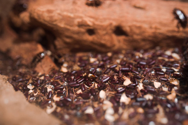 Macro Griezelig close-up van veel Harlekijn kakkerlak (Neostylopyga rhombifolia). Tropisch insect op een tak van hout. Gewone huishoudelijke insecten kruipen. Smerig walgelijk vies insectenhygiëne concept.  - Foto, afbeelding