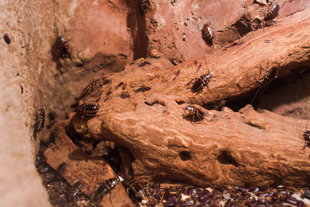 Macro Ανατριχιαστικό κοντά σε πολλές κατσαρίδες Harlequin (Neostylopyga rhombifolia). Τροπικό έντομο σε κλαδί ξύλου. Κοινά οικιακά έντομα σέρνονται. Βρώμικη αηδιαστική έννοια υγιεινής εντόμων.  - Φωτογραφία, εικόνα