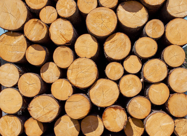  Lote de muchos tronco de madera de roble árboles de teca redonda sección de corte tocones fondo patrón telón de fondo
 - Foto, Imagen