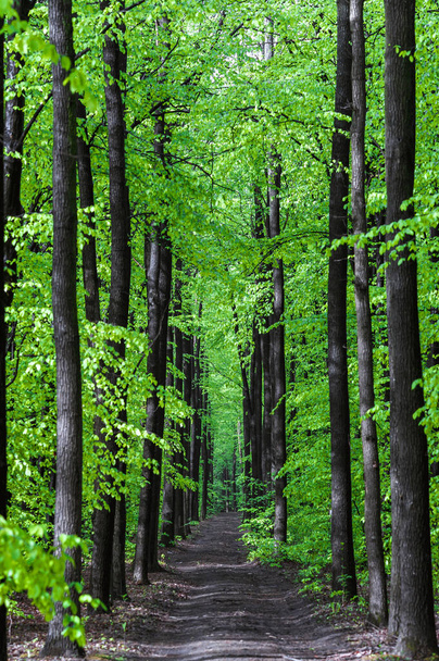 straight long road in the middle of tall trees - Foto, Imagen