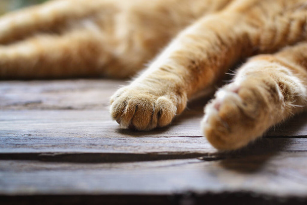 Una mascota. El gato rojo yace en una ventana de madera. A un gato gentil y amable le encanta relajarse y dormir en la ventana. Espacio libre para texto. Fondo de madera. Las patas del gato. - Foto, imagen