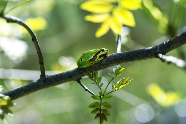 Rana arbórea verde - Hyla arborea - sentada en una rama y rodeada de hojas
. - Foto, imagen