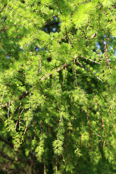 Ramo verde de larício com folhas frescas iluminadas pela luz solar, fundo de primavera natural
 - Foto, Imagem