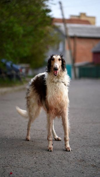 Портрет русского борзоя, собаки-борзая белого цвета с коричневыми пятнами, смотрящей в камеру. Открытая съемка
 - Фото, изображение