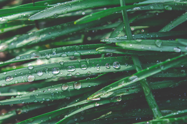 Transparante regendruppels op groene bladeren in de tuin - Foto, afbeelding