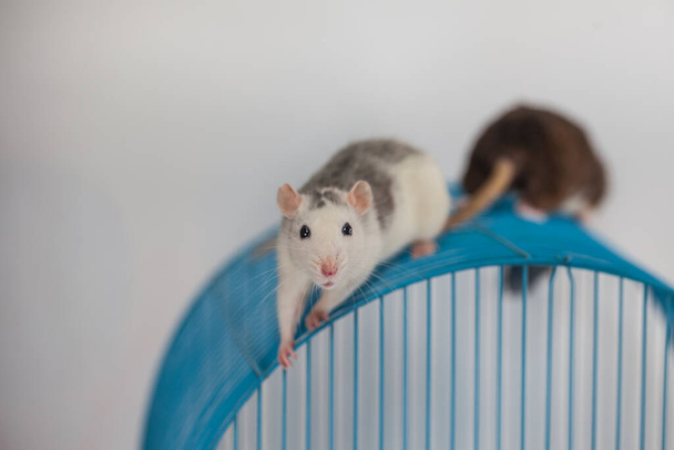 Rat on a cage. on white background - Fotoğraf, Görsel