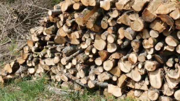 hromada dřeva v lese - Záběry, video