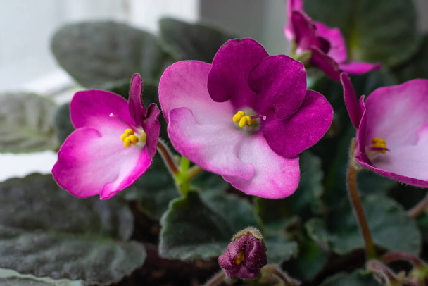 Macro photography of bright blooming African Violet (Saintpaulia) flowers on home windowsill.Cozy details for home. - Fotó, kép