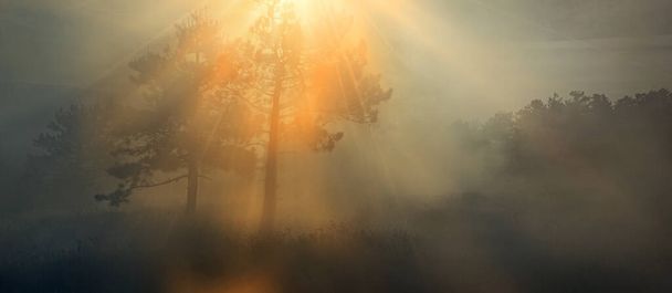 Environmental Pollution And Ecological Transport Concept. Forest And Smog Against Background Of the Sun Breaking Through Branches Of Trees - Photo, image