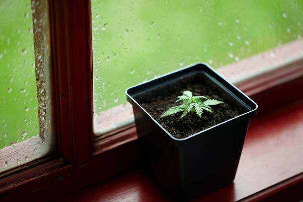 商業大麻はポットで成長し、苗から大麻を栽培します。窓の結露や雨滴とガラスの背景に屋内の鍋にマリファナを植える概念。麻は屋内で成長する - 写真・画像