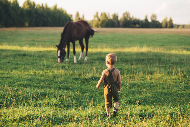 Little kid on the field with brown horse - Photo, image