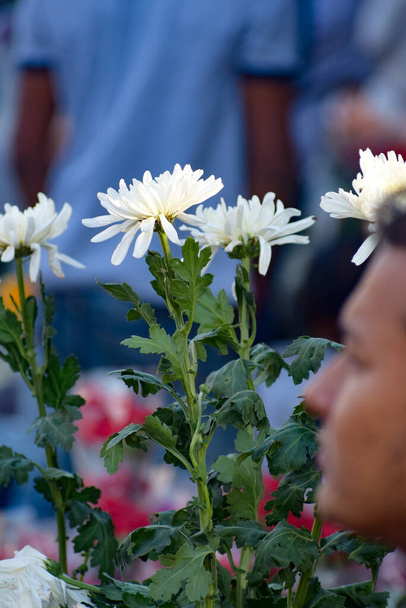 Ghazipur Fool Mandi kukka markkinatilanne aamulla, kukka se itse tuli Kiinassa, Vietnamissa, Thaimaassa ja Intiassa
 - Valokuva, kuva