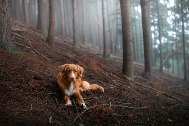 霧深い森の中の犬。自然界のペット。レッドノバスコシアダックトロールレトリバー - 写真・画像