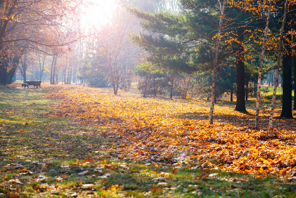 Beautiful autumn park. Beautiful fall landscape.Bench and fallen leaves. - 写真・画像