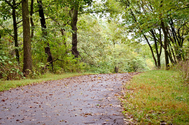 Droga przez las z liśćmi - Zdjęcie, obraz