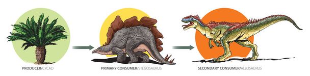 Dibujos animados estilo ilustración muestra ejemplo de la cadena alimentaria mesozoica
. - Vector, Imagen
