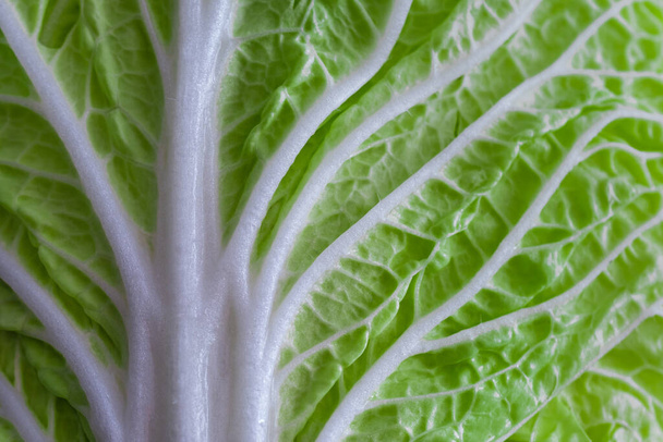 leaf of fresh chinese cabbage or napa cabbage texture - Photo, Image
