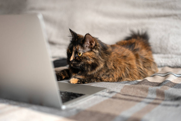 The cat is lying on the bed and looks at the laptop monitor. The concept of remote work and online learning. - Foto, Imagem
