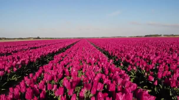 Tulpenblumenfeld in den Niederlanden Noordoostpolder bei Sonnenuntergang Dämmerung Flevolands, bunte Linien von Tulpen - Filmmaterial, Video