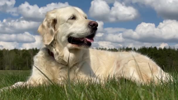 láska k domácím zvířatům. detailní portrét krásného zlatého retrívra na poli za slunečného letního počasí - Záběry, video