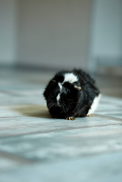 Portrait of black guinea pig or cavy indoors. - Photo, Image