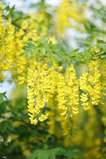  Laburnum, sometimes called golden chain or golden rain, is a genus of two species of small trees in the subfamily Faboideae of the pea family Fabaceae.    - Photo, Image