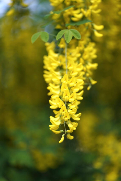  Laburnum, sometimes called golden chain or golden rain, is a genus of two species of small trees in the subfamily Faboideae of the pea family Fabaceae.    - Photo, Image