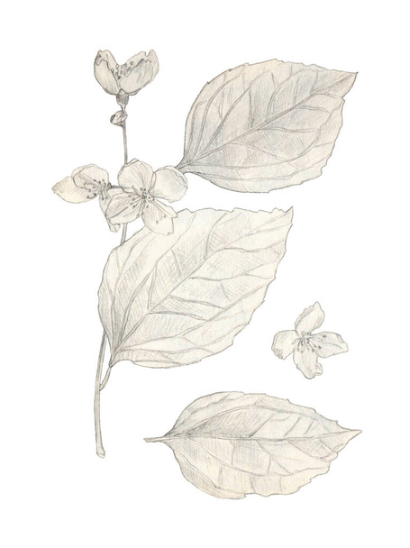 Γιασεμί λουλούδια Χέρι ζωγραφισμένα Μολύβι Εικονογράφηση Απομονωμένο σε λευκό - Φωτογραφία, εικόνα